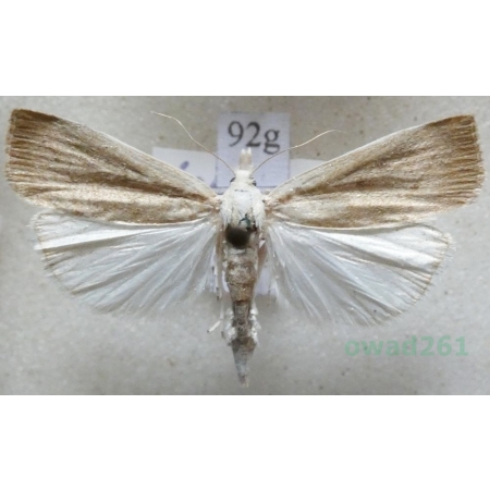 Calamotropha paludella (Hübner, 1824) Wachlarzyk pałecznik Czech92g